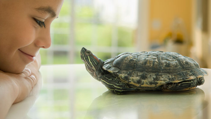 tortuga